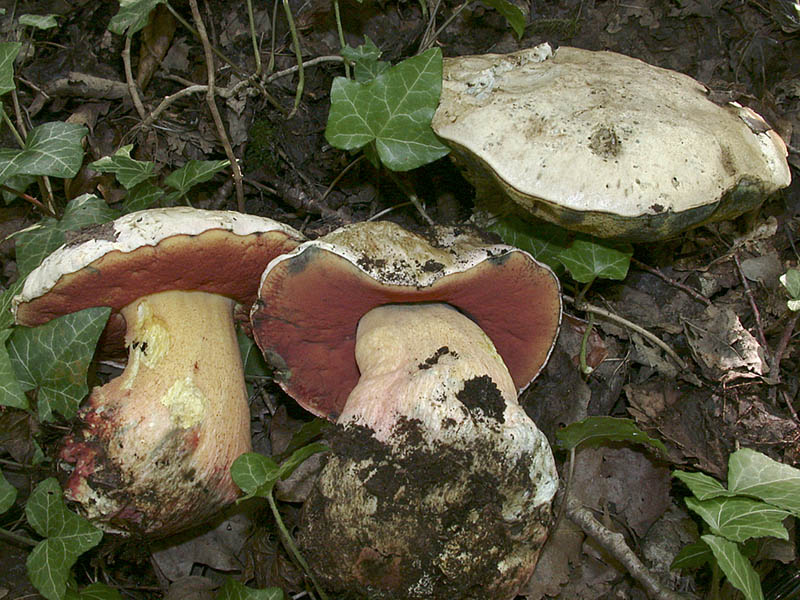 Boletus satanas