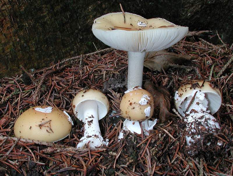 Amanita junquillea