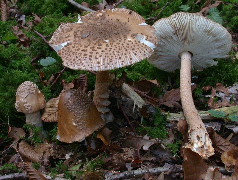 Amanita beckeri