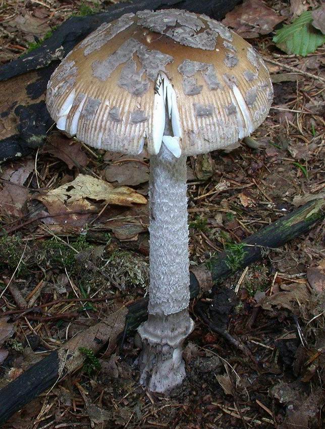 Amanita ceciliae