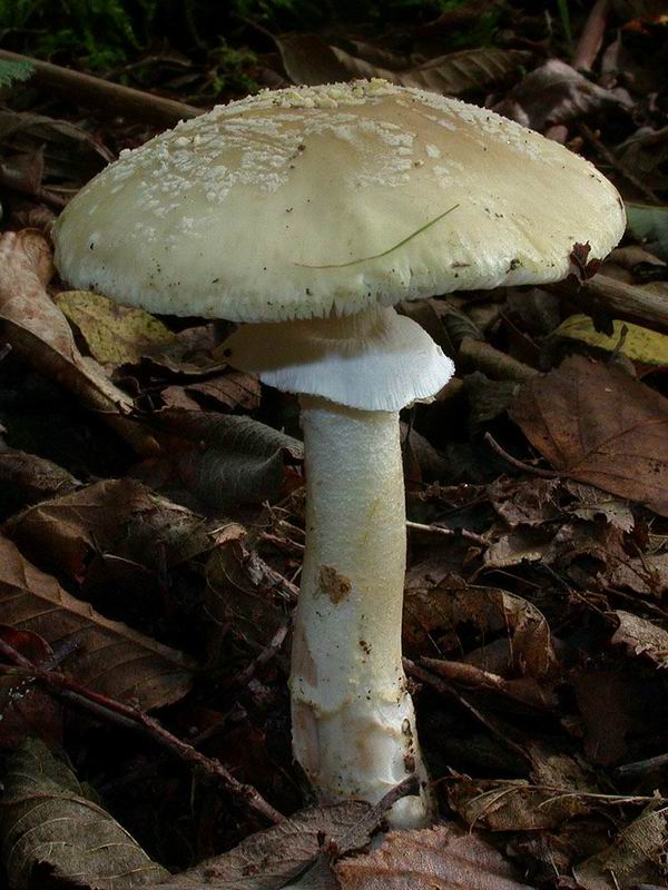 Amanita franchetii