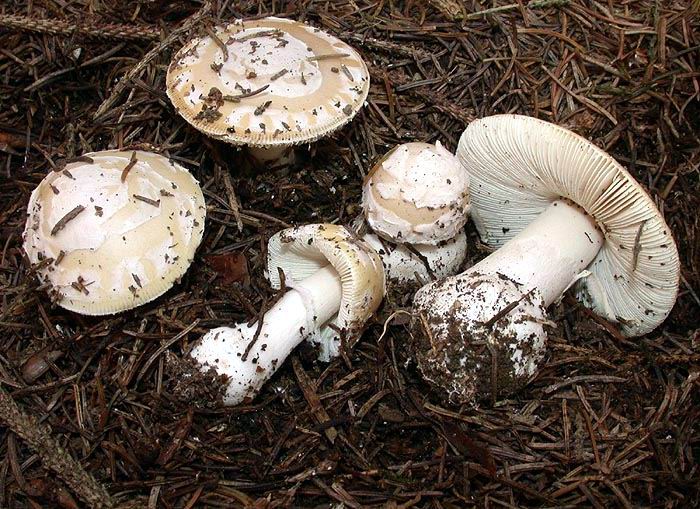 Amanita junquillea