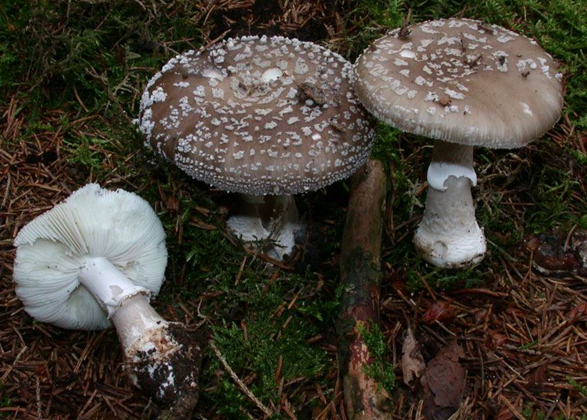 Amanita spissa