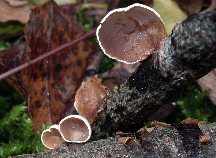 Auriculariopsis ampla