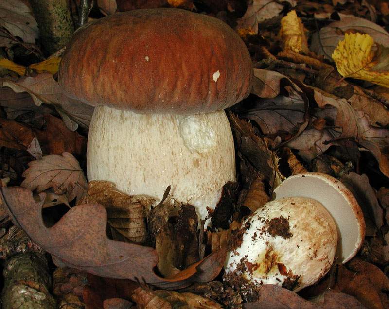 Boletus aestivalis