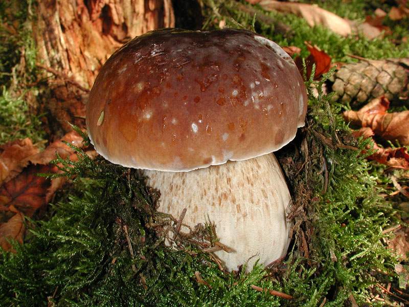 Boletus edulis