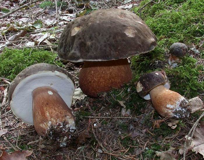 Boletus aereus