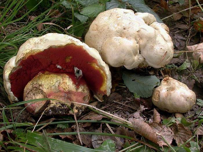 Boletus satanas