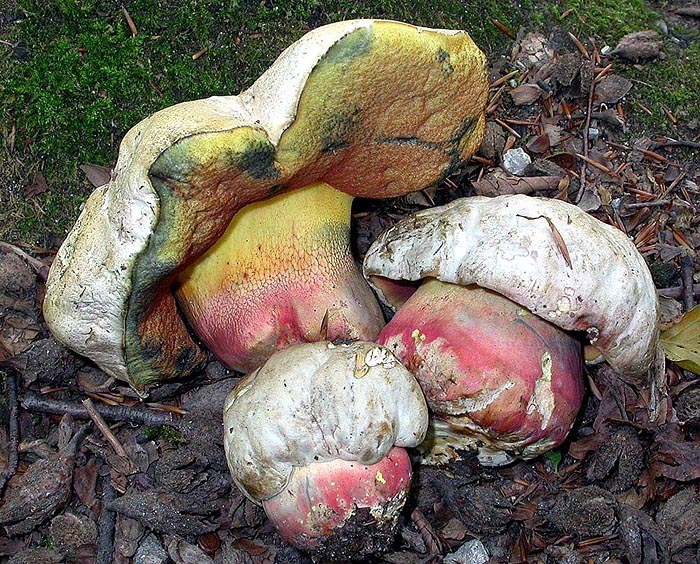 Boletus satanas