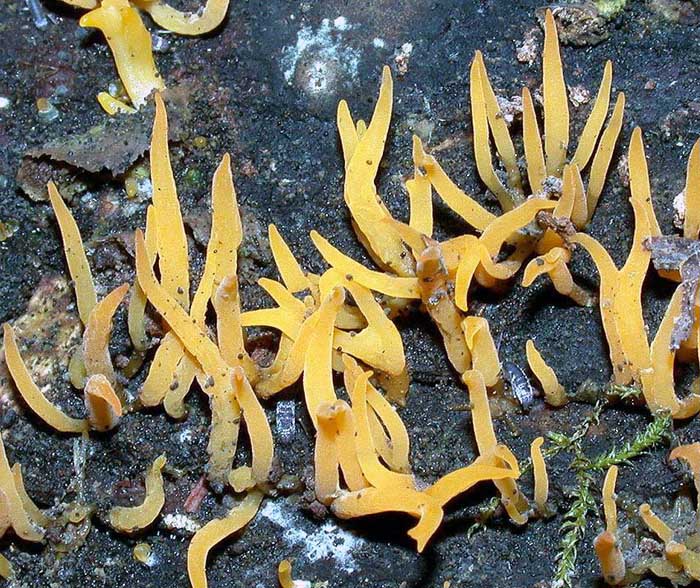 Calocera viscosa