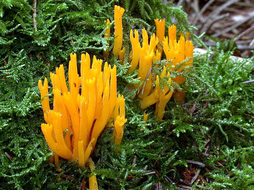 Calocera cornea