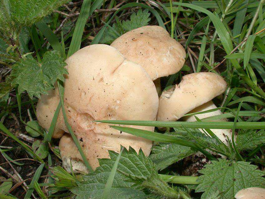 Calocybe gambosa