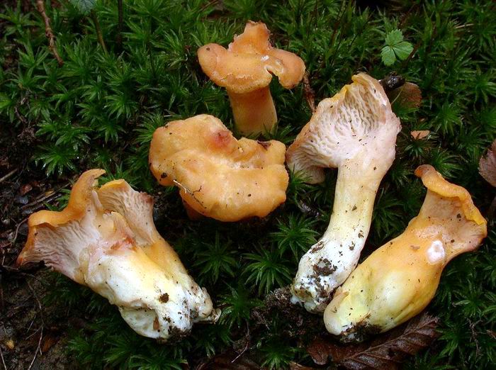 Cantharellus ianthinoxanthus