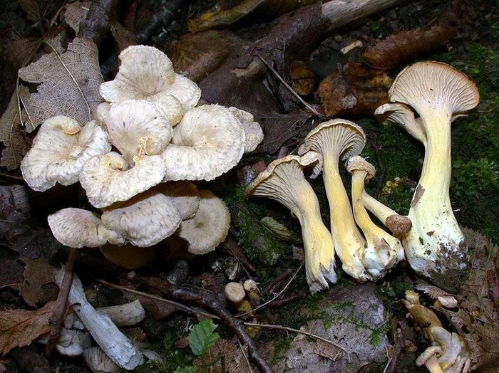 Cantharellus melanoxeros