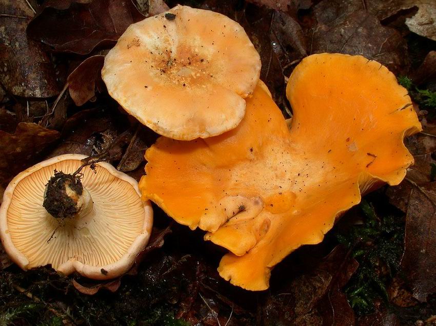 Cantharellus subpruinosus