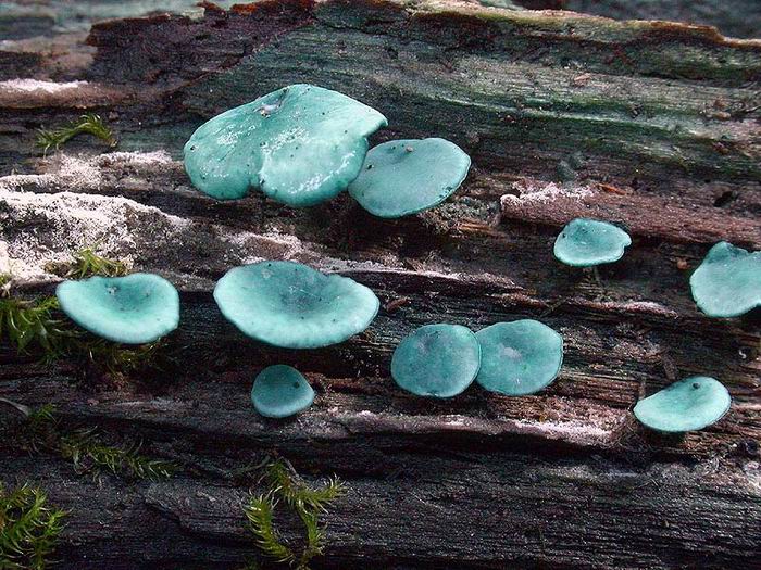 Chlorociboria aeruginascens