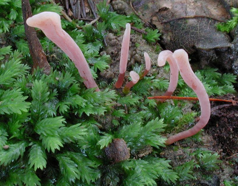 Clavaria incarnata