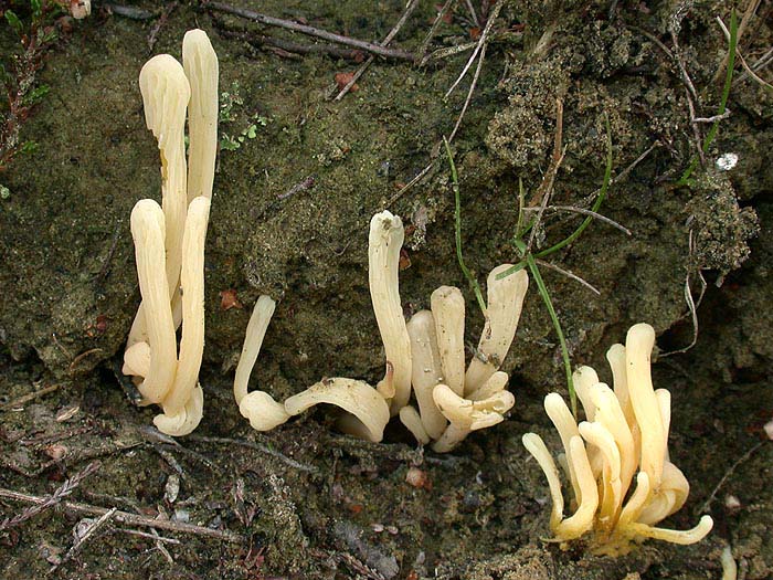 Clavaria argillacea