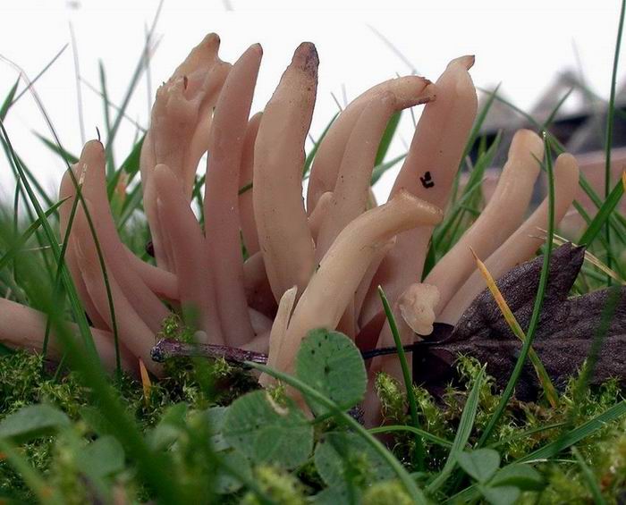 Clavaria fumosa