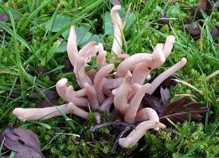 Clavaria fumosa