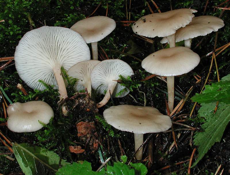 Clitocybe phaeophtalma