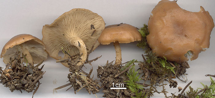 Clitocybe vermicularis