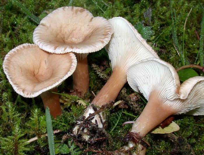 Clitocybe costata