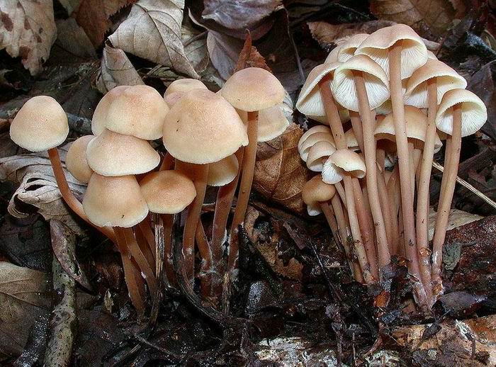 Collybia confluens