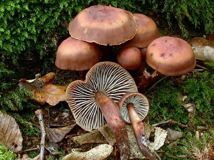 Collybia fusipes