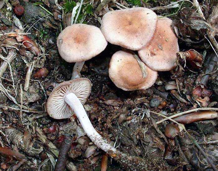 Collybia graveolens