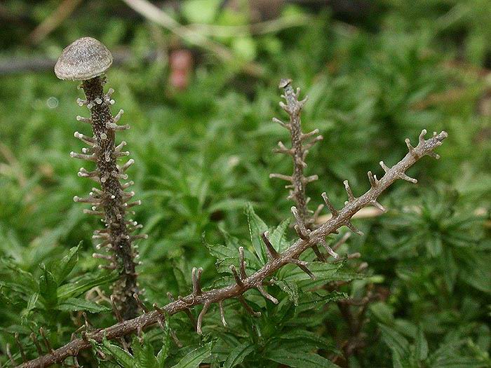 Collybia racemosa