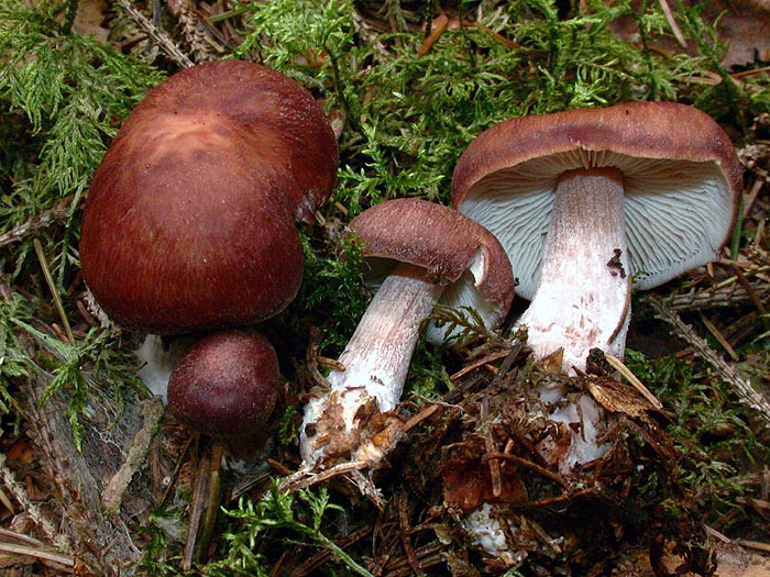 Collybia rufovinosa