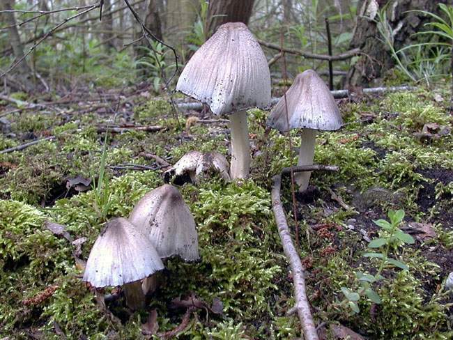 Coprinus angulatus