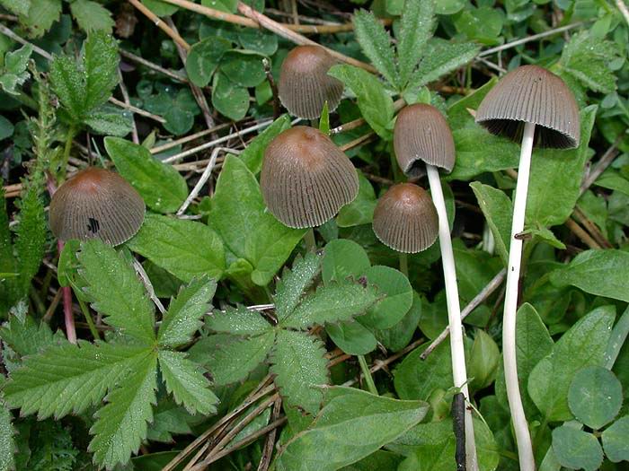 Coprinus cinereus