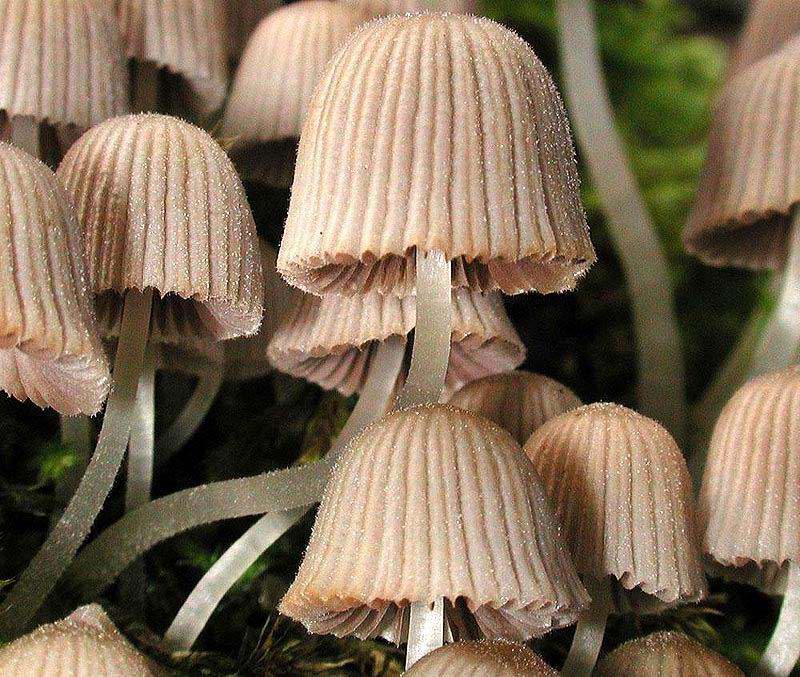 Coprinus disseminatus