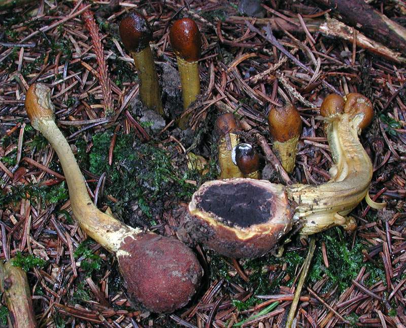 Cordyceps capitata