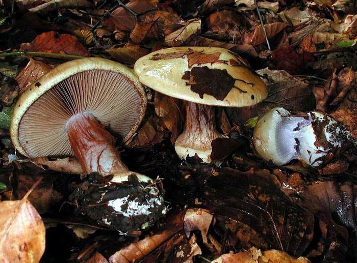 Cortinarius anserinus