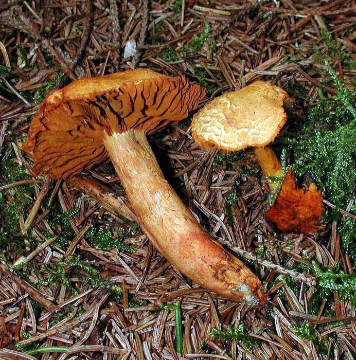 Cortinarius callisteus