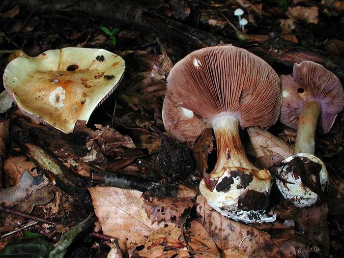 Cortinarius citrinolilacinus