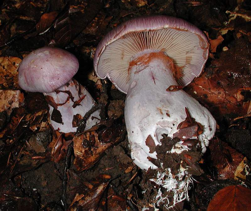 Cortinarius largus