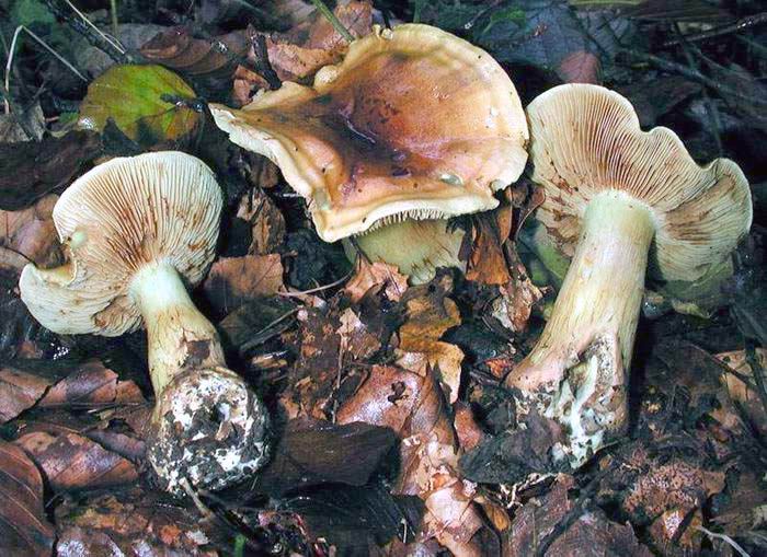 Cortinarius nanceiensis