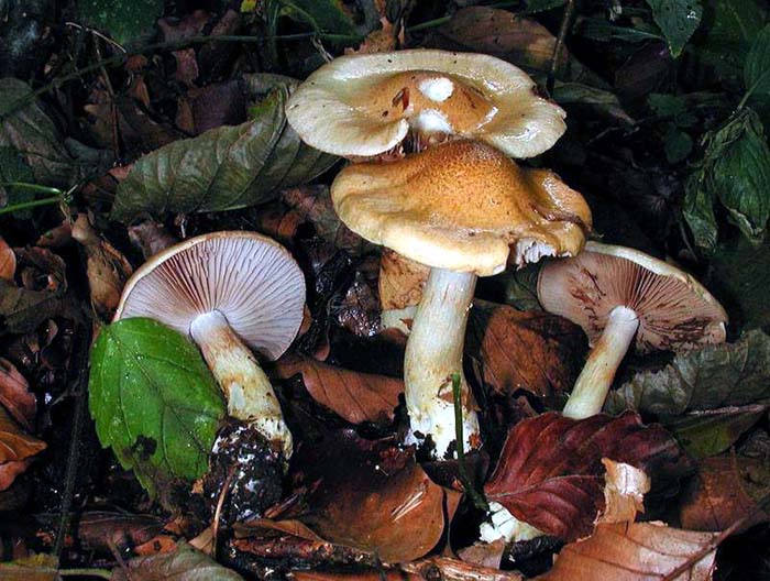 Cortinarius olidoamethysteus