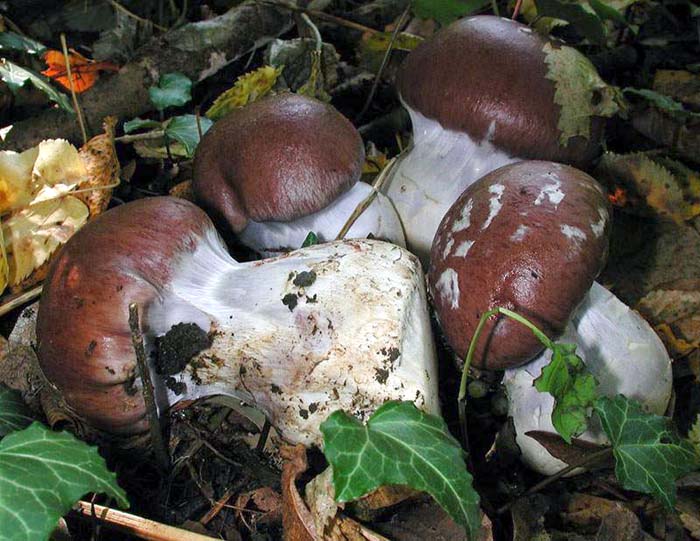 Cortinarius praestans