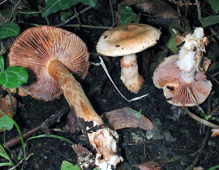 Cortinarius pseudovulpinus