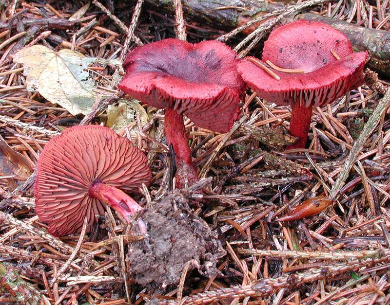 Cortinarius sanguineus