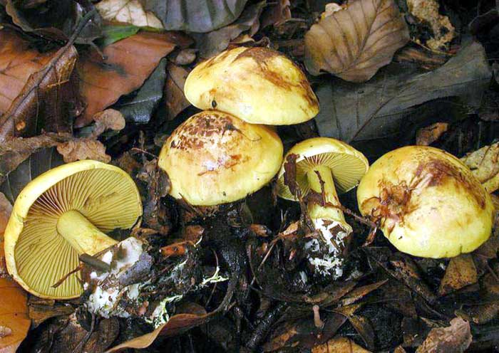 Cortinarius splendens