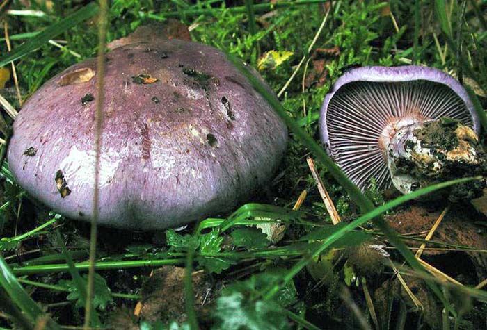 Cortinarius terpsichores