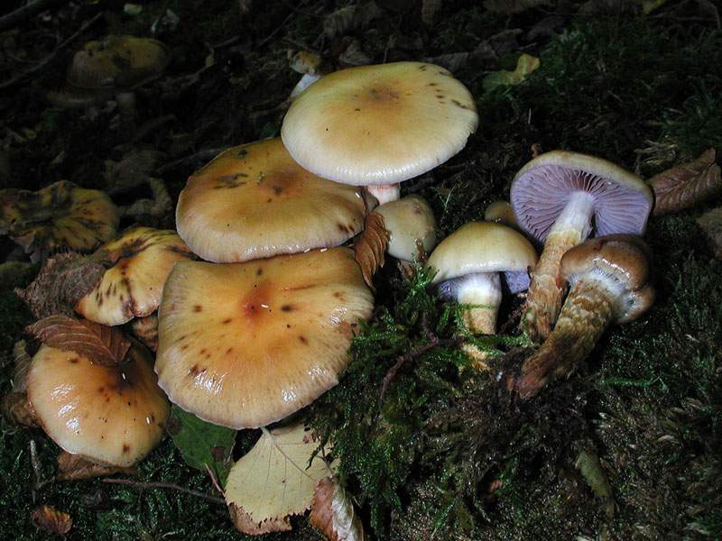 Cortinarius trivialis