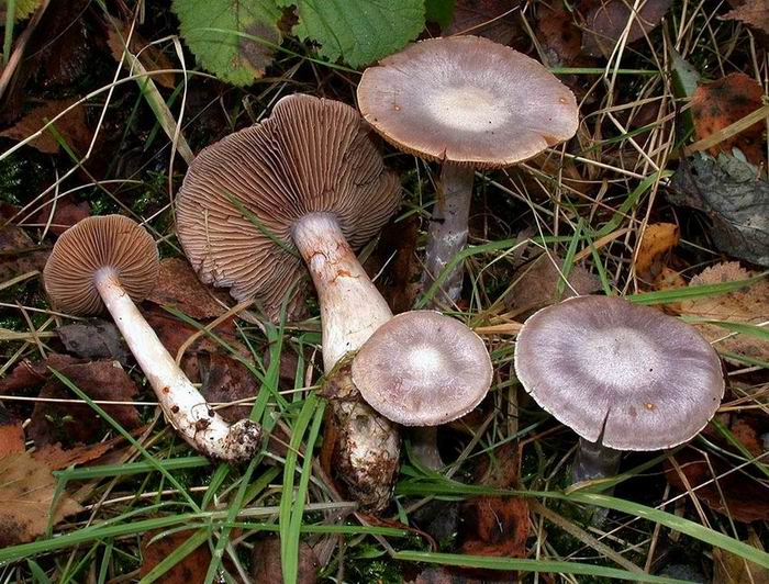 Cortinarius alboviolaceus