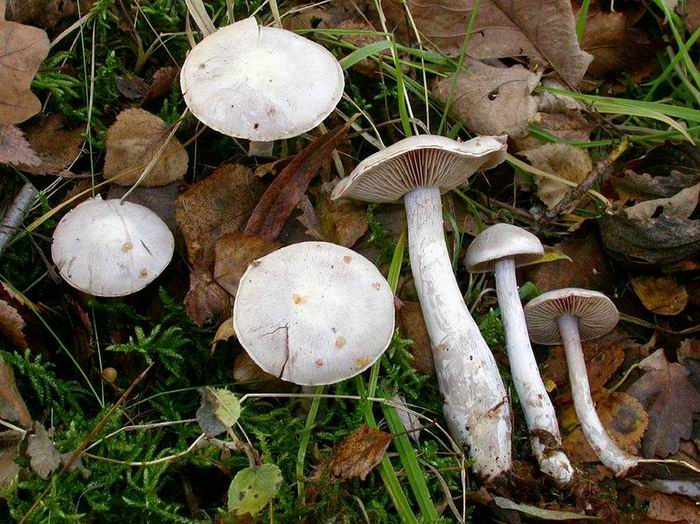 Cortinarius alboviolaceus